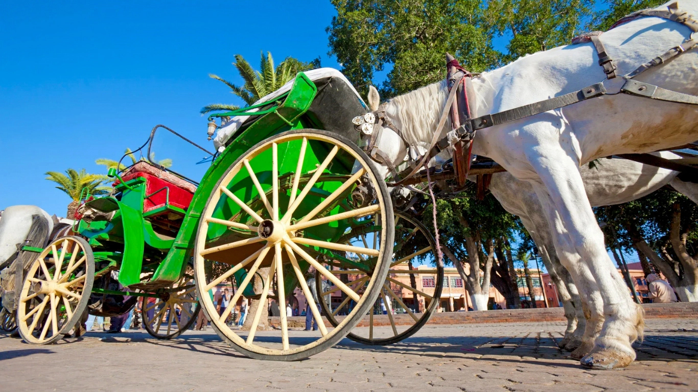 Colorful horse-drawn carriages in Marrakech, offering a charming and affordable mode of transportation for visitors.