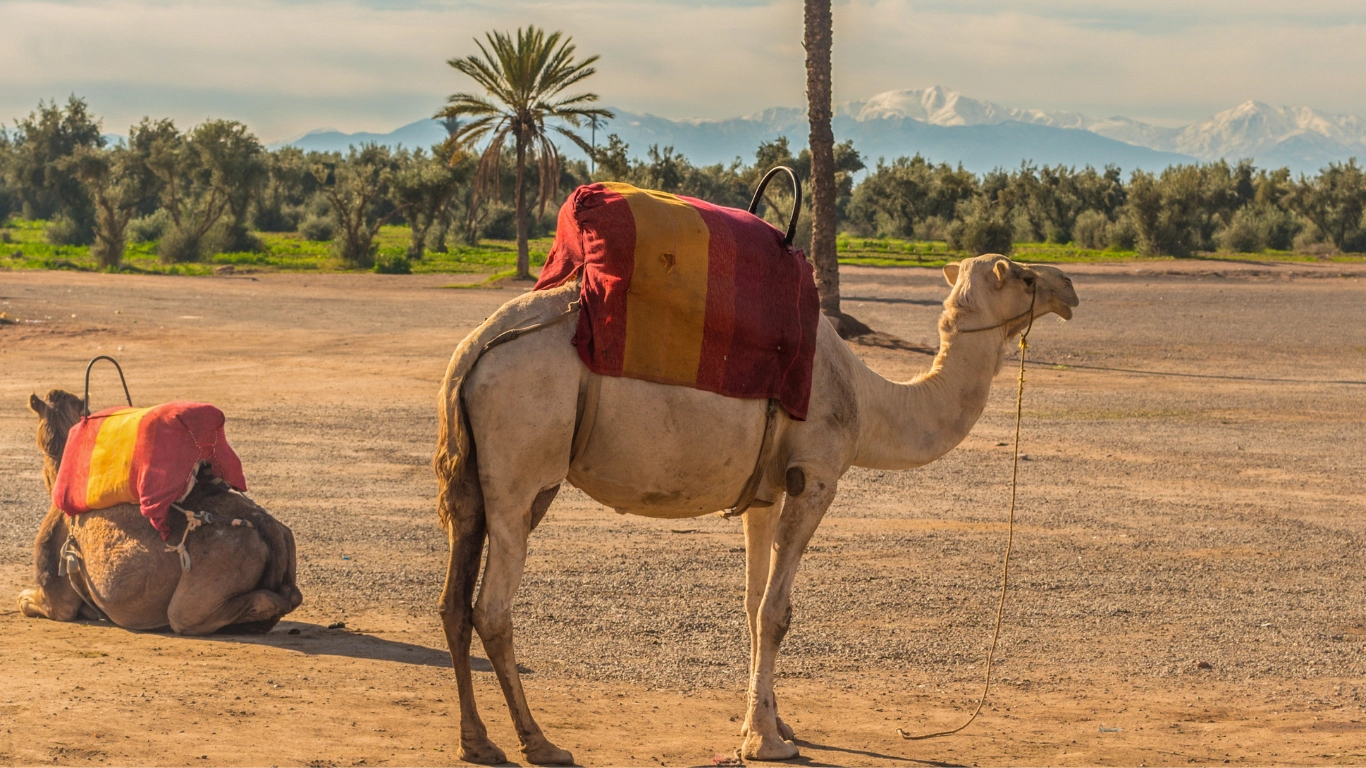 Camels with colorful saddles resting in the Agafay Desert, ready for a sunset ride and night show experience near Marrakech.