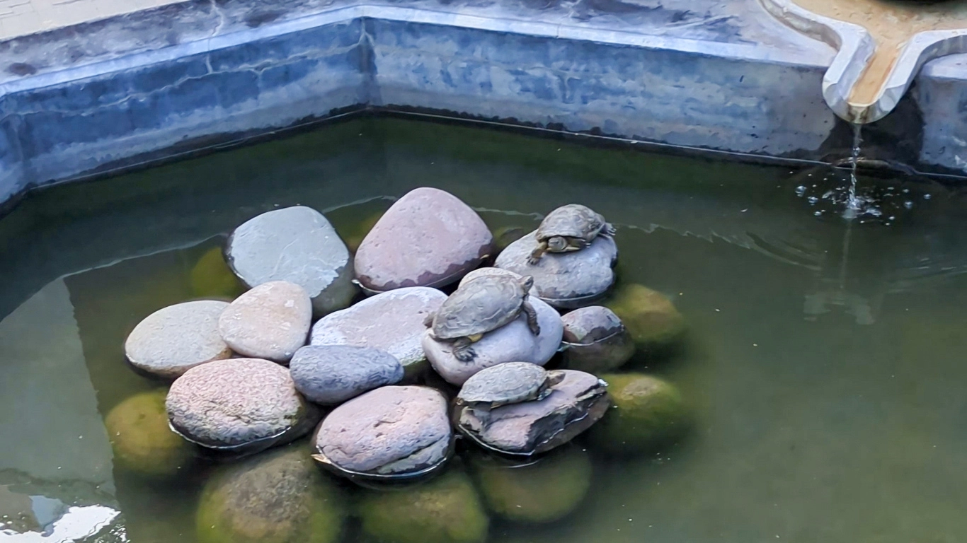 Turtle pond with stone island inside Le Jardin Secret historic garden in Marrakech Medina